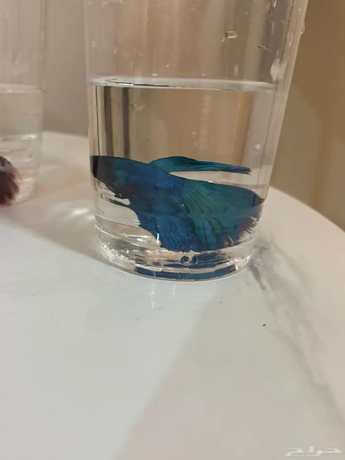 اسماك الفايتر 12