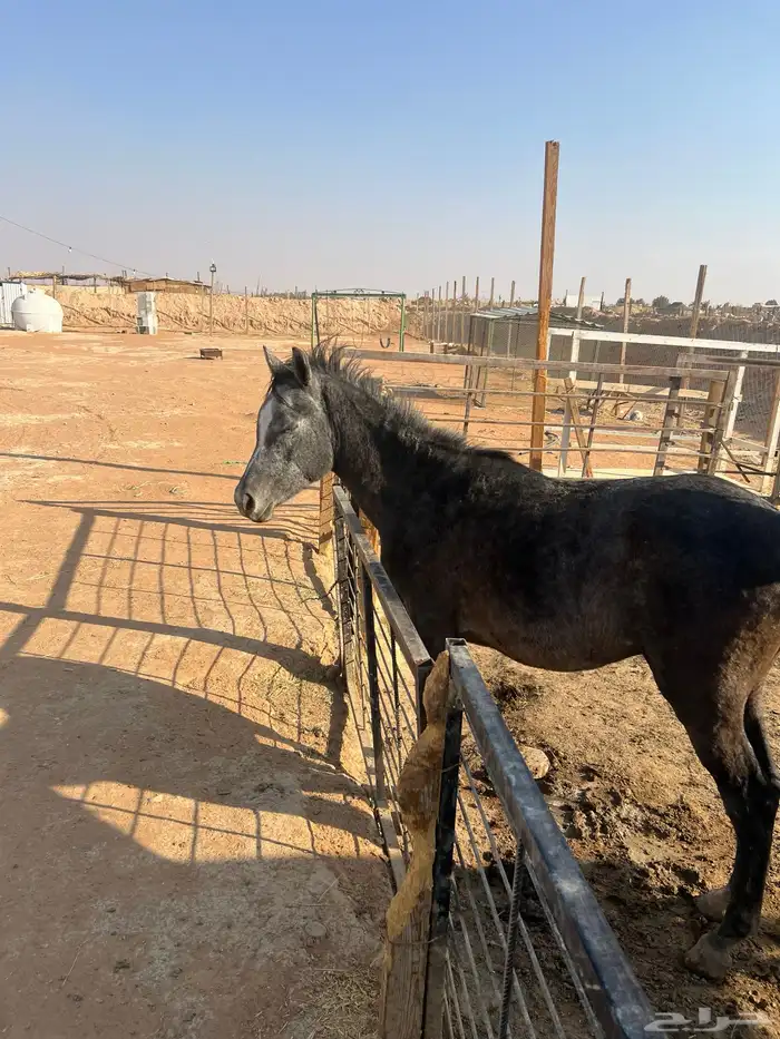 فرس شعبية ومهر 2