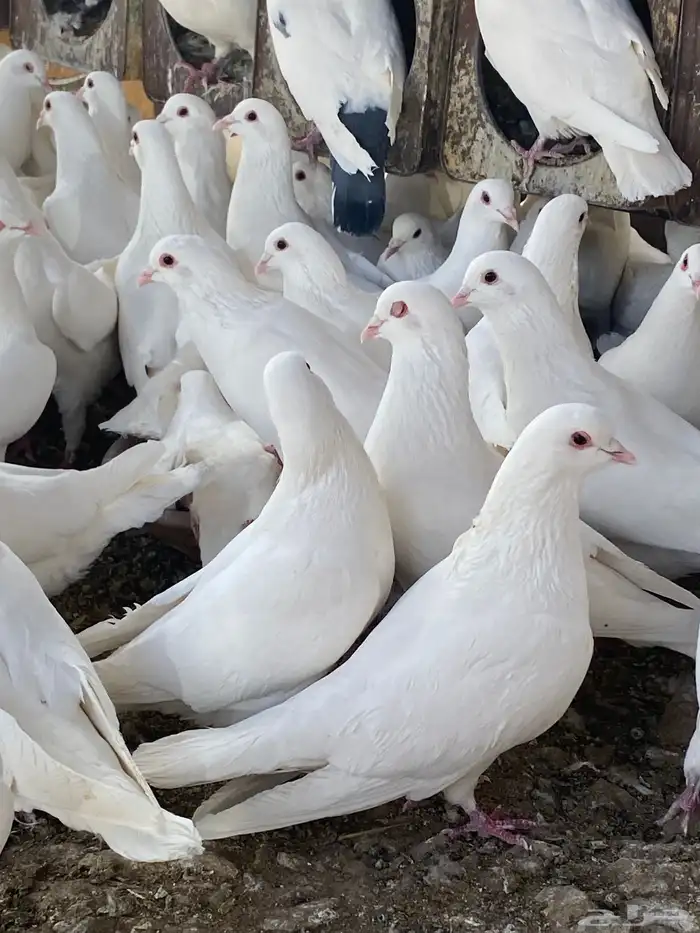 حمام فرنسي سوبر جانبو 12