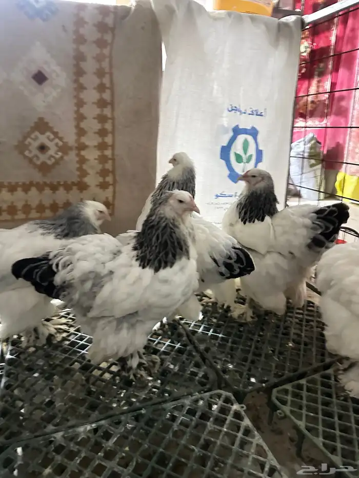 صيصان براهما 3