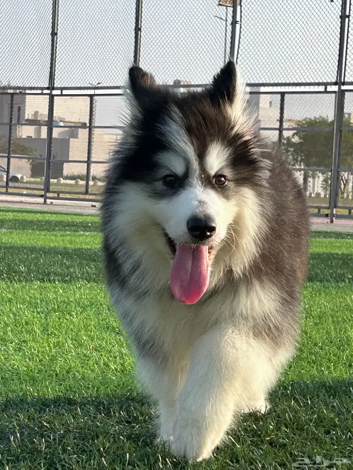 كلب هاسكي مالموت مطعم معا جواز سفر 6