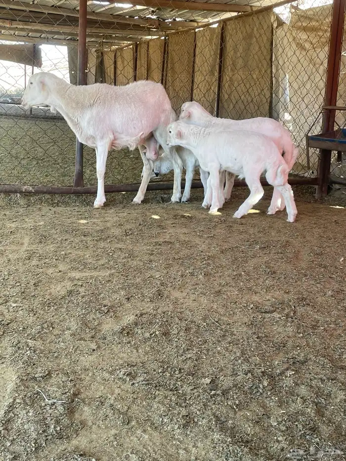 شاه عليها ثلاثة 0