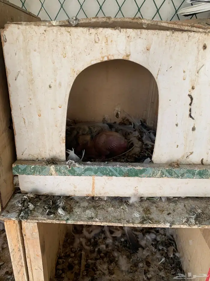 طيور للبيع 4