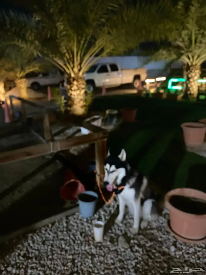 هاسكي انثى للبيع عمر8شهور 5