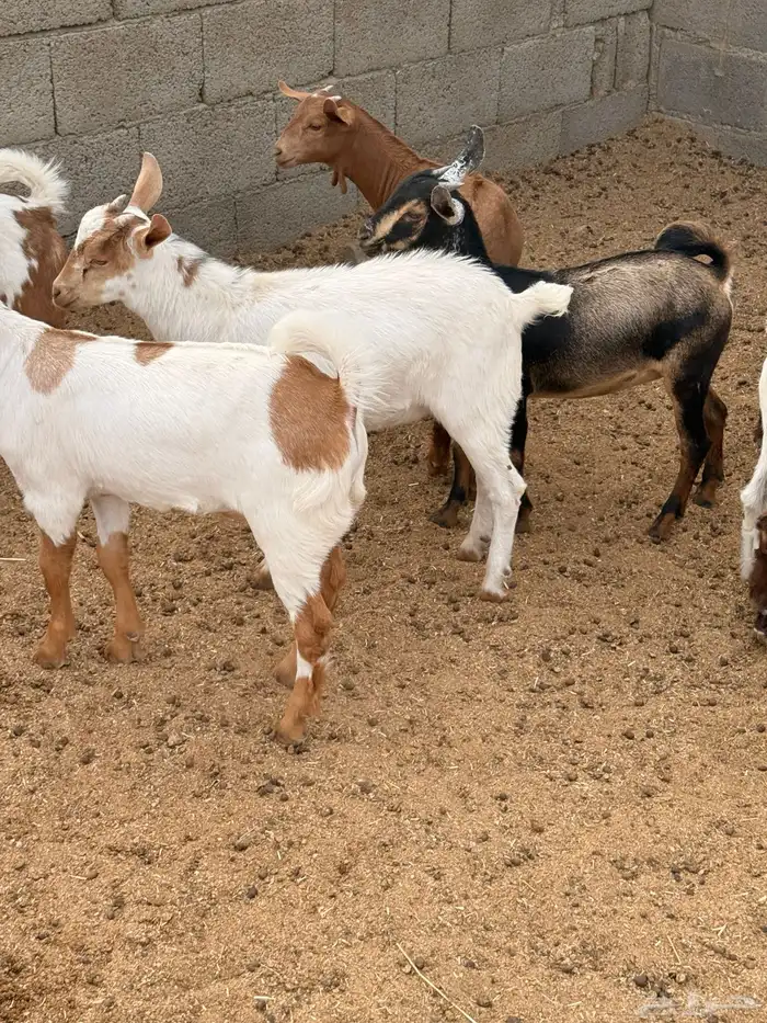 30 تيوس مخاصي وجفار 4