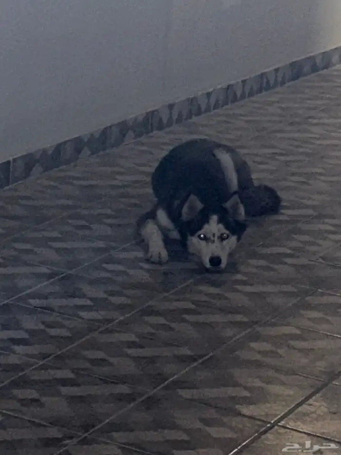 كلب هاسكي ضايع 1