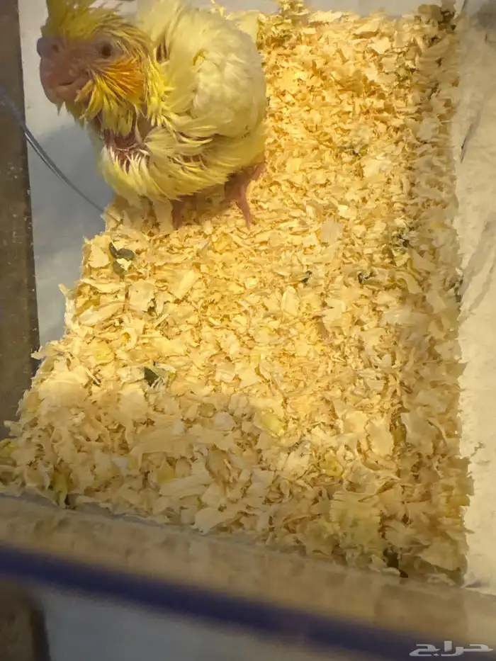 للبيع فرخ كروان لاتينو 2