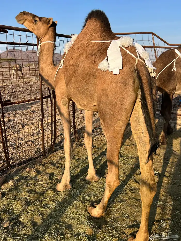 عشرا بكر 13200 تم البيع 0