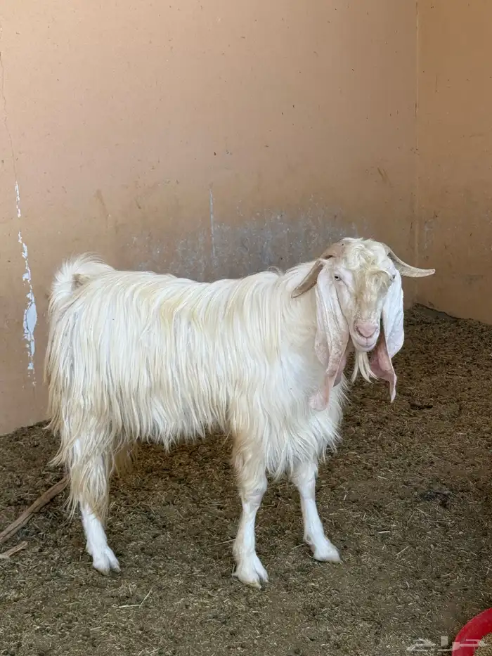 تيس فحل شرط 1