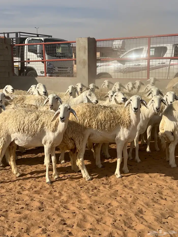 حريات صنف الصنف مراح متعوب عليه 48