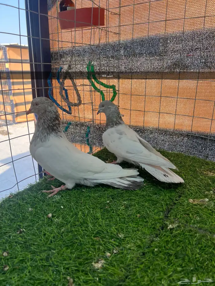 حمام باكستاني مستوى توب 7