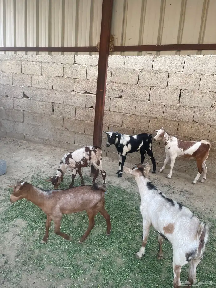 بهم تربيه مراح واحد العدد (5) صحه سليمه 1