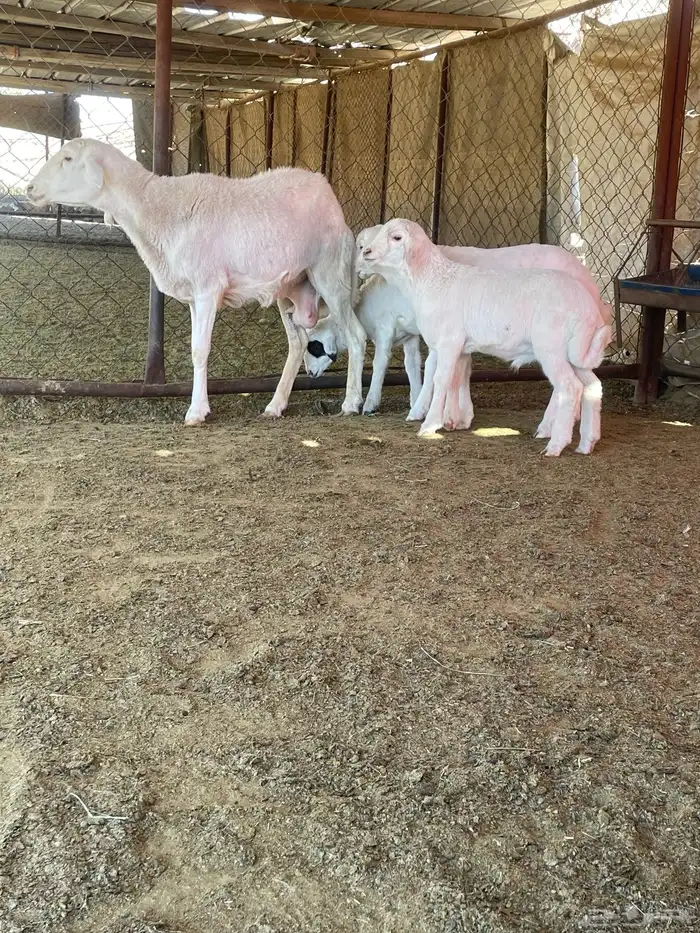 شاه عليها ثلاثة 1