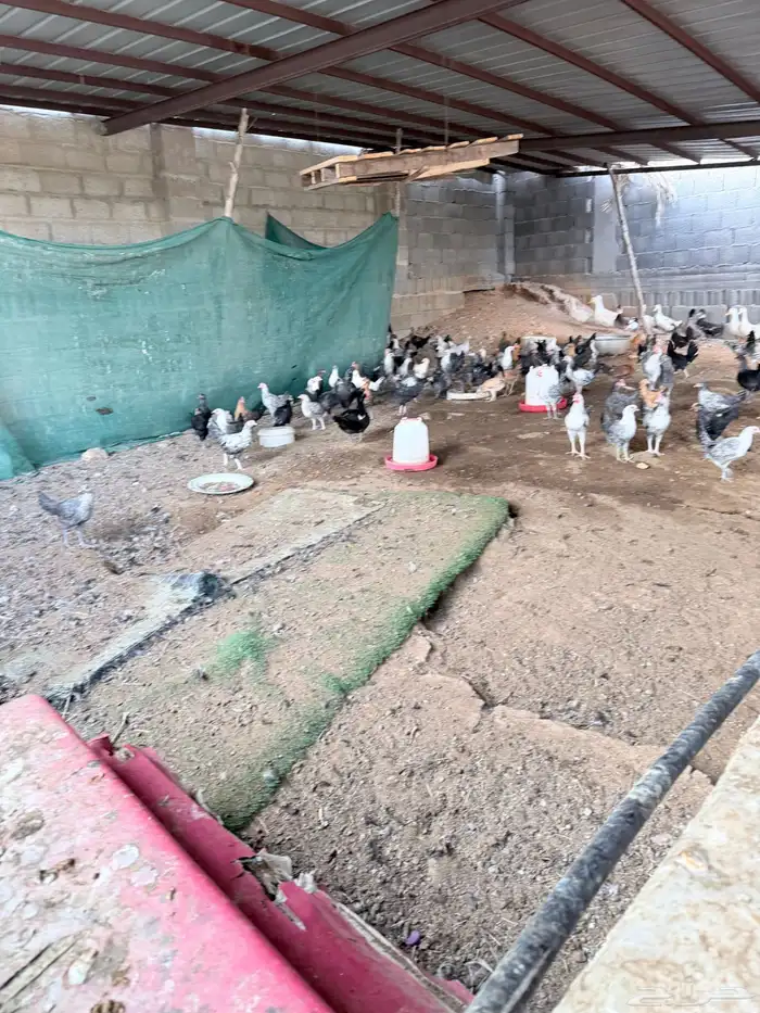 للبيع بط ودجاج بلدي 2