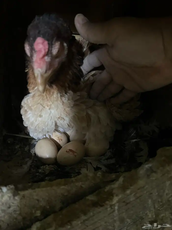 دجاجه رقاده بكستانيه 2