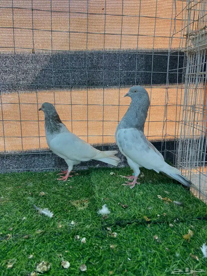 حمام باكستاني مستوى توب 5