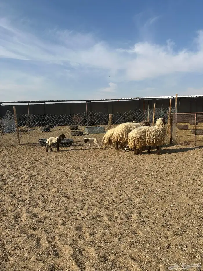 مطافيل انعيم طيبه اللبييع 11