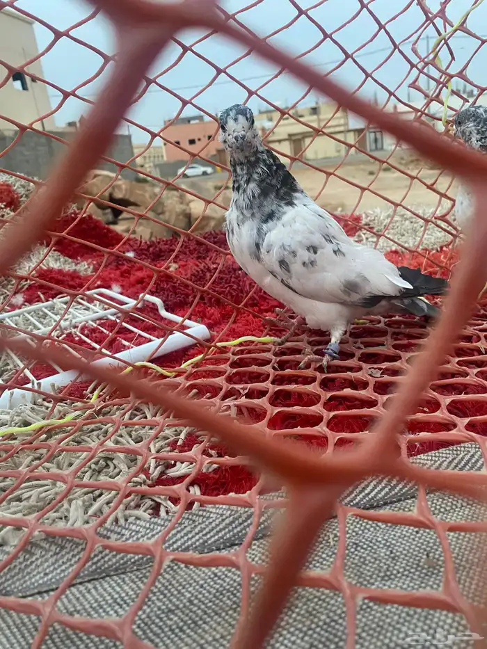 حمام يكستاني طيار 4