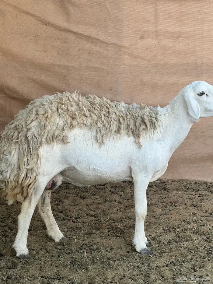 حريات صنف الصنف مراح متعوب عليه 1