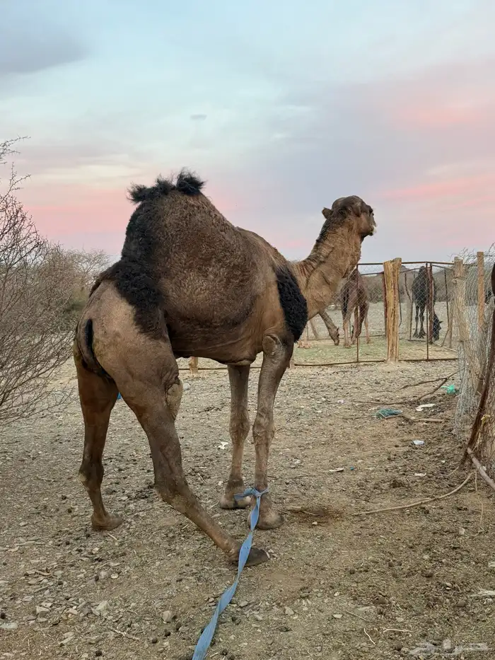 للبيع بعير حمر جرم كايف ضراب وعشار 11