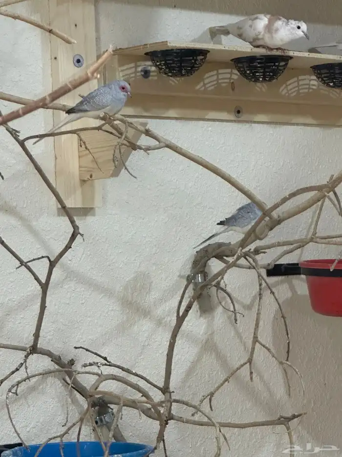 ازواج ماسي 2