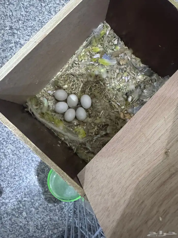 زوج روز مشروط مكينت انتاج في ذمه ماعه 6بيضات انثى عين حمرا 3