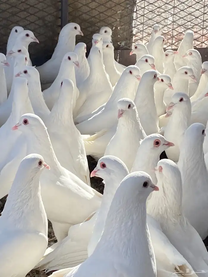 حمام فرنسي سوبر جانبو ملكي فاخر 22