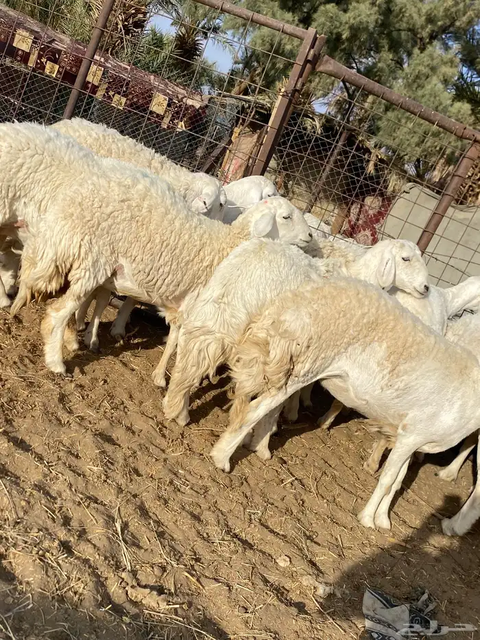 رخال حريات صنف الصنف دفيع 2