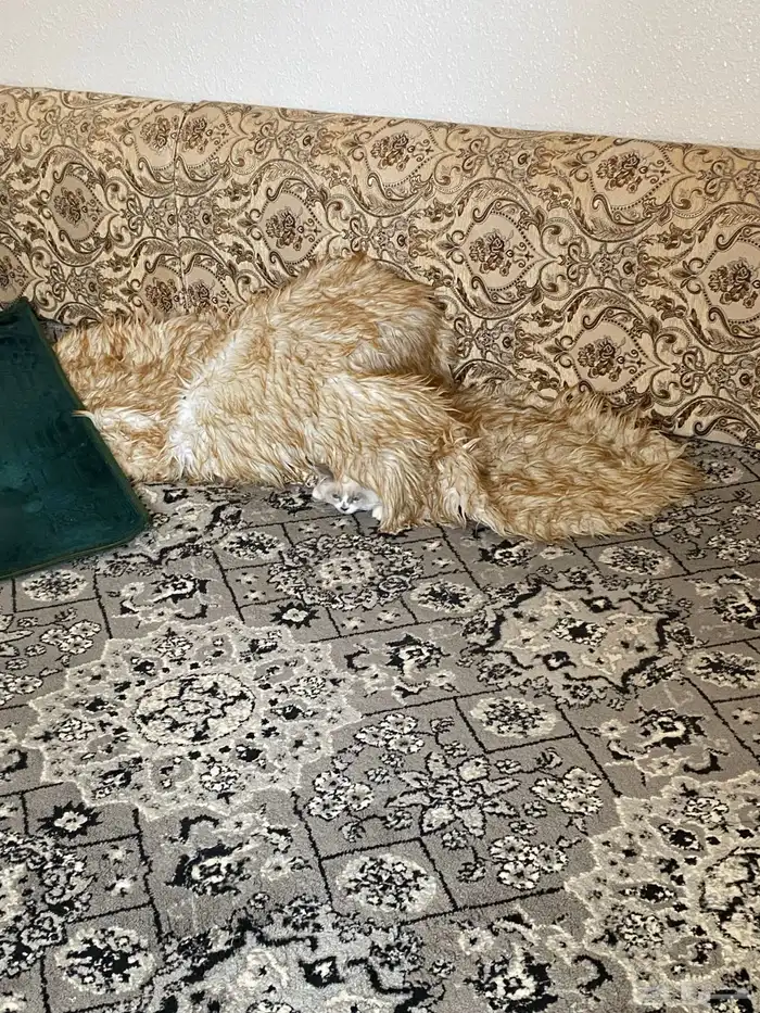 قطه أليفه صغيره 3