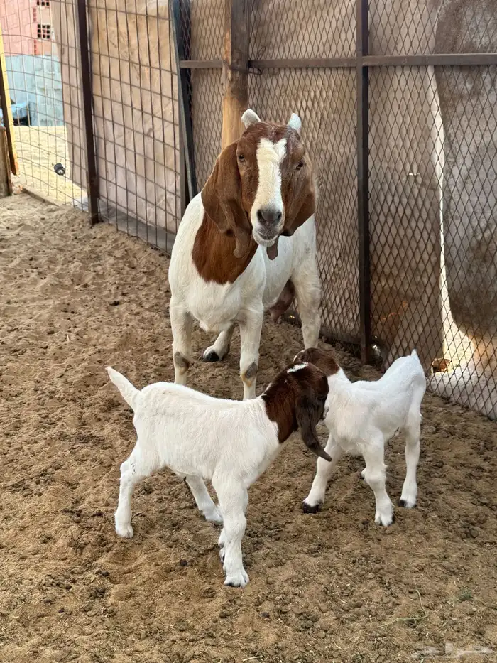 عنز بورقوت تحتها اثنين تيوس دم صافي 1