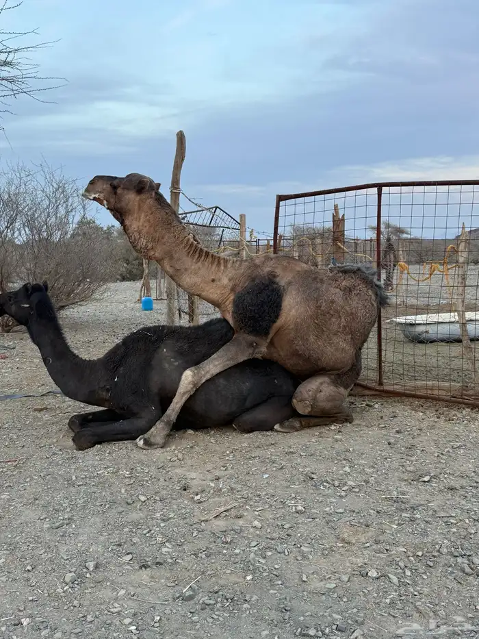 للبيع بعير حمر جرم كايف ضراب وعشار 24