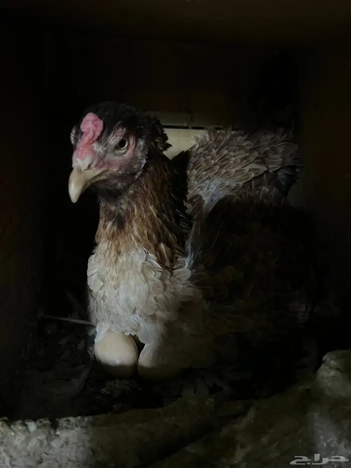 دجاجه رقاده بكستانيه 1