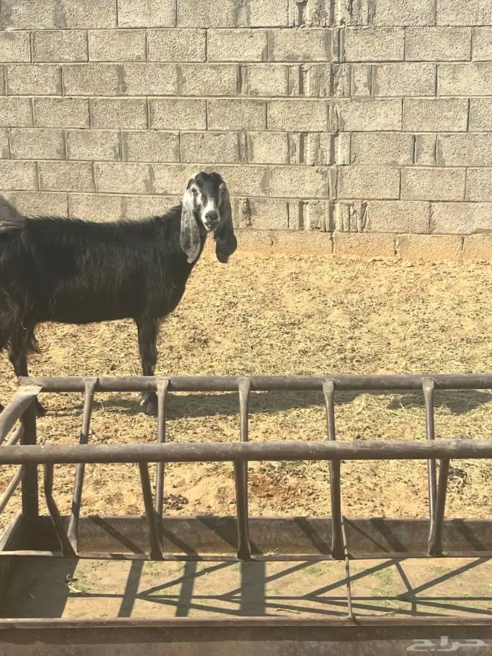 للبيع عنز عارضيه دافع 0