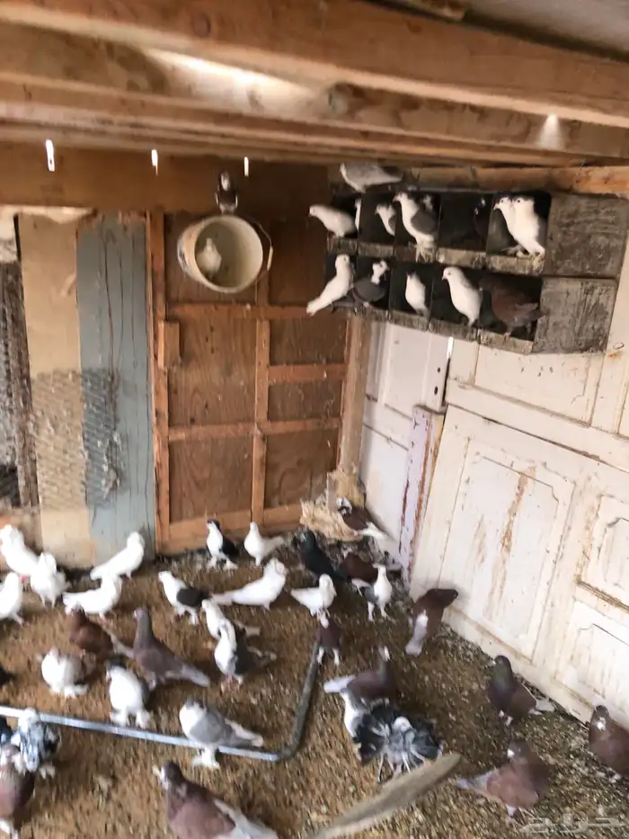 حمام بيع جمله نادر جدا 1