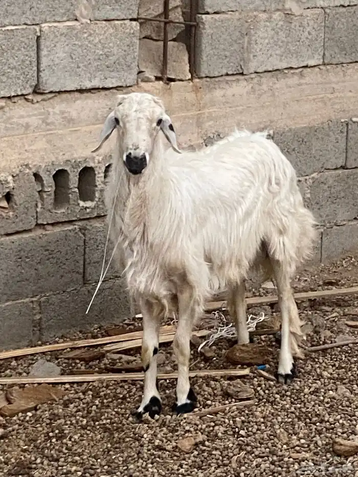 خروف بلدي صحته شرط 1