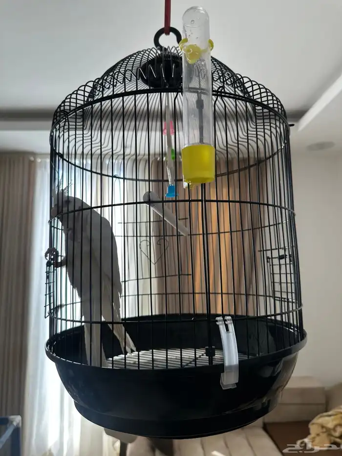 طير كروان ابيض اليف 0