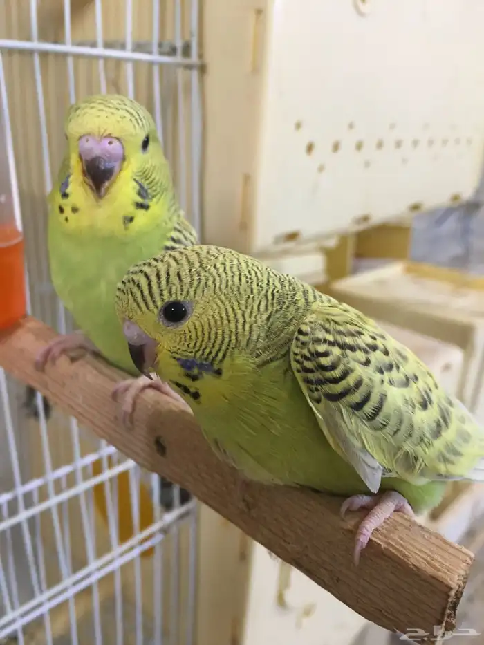 زوج بادجي دمكس انجليزي مع 4 فروخ الانثى بلاك وينج 9