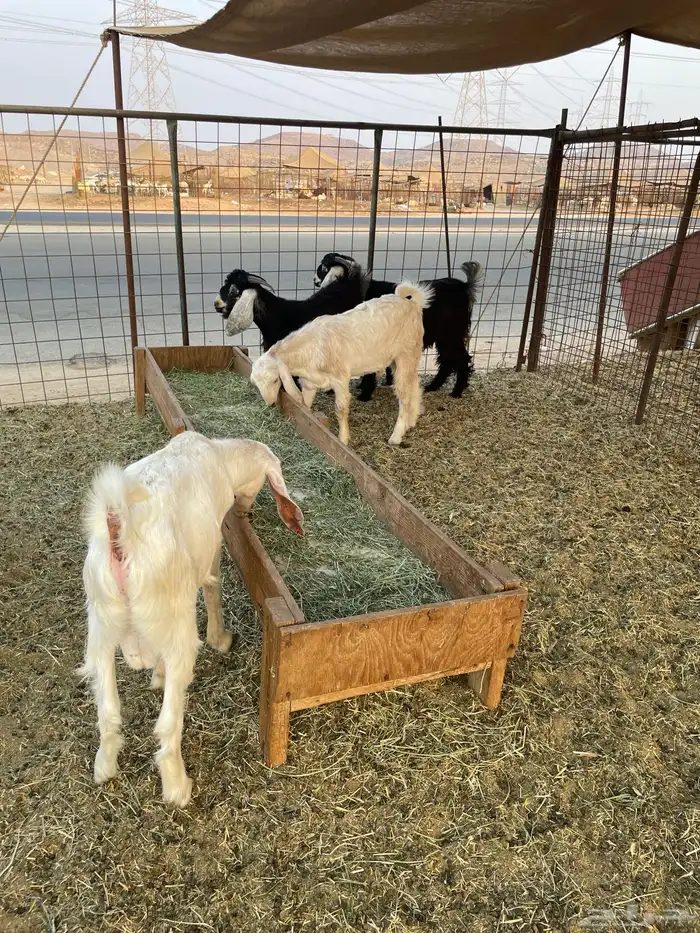 تيوس فل شحم 0