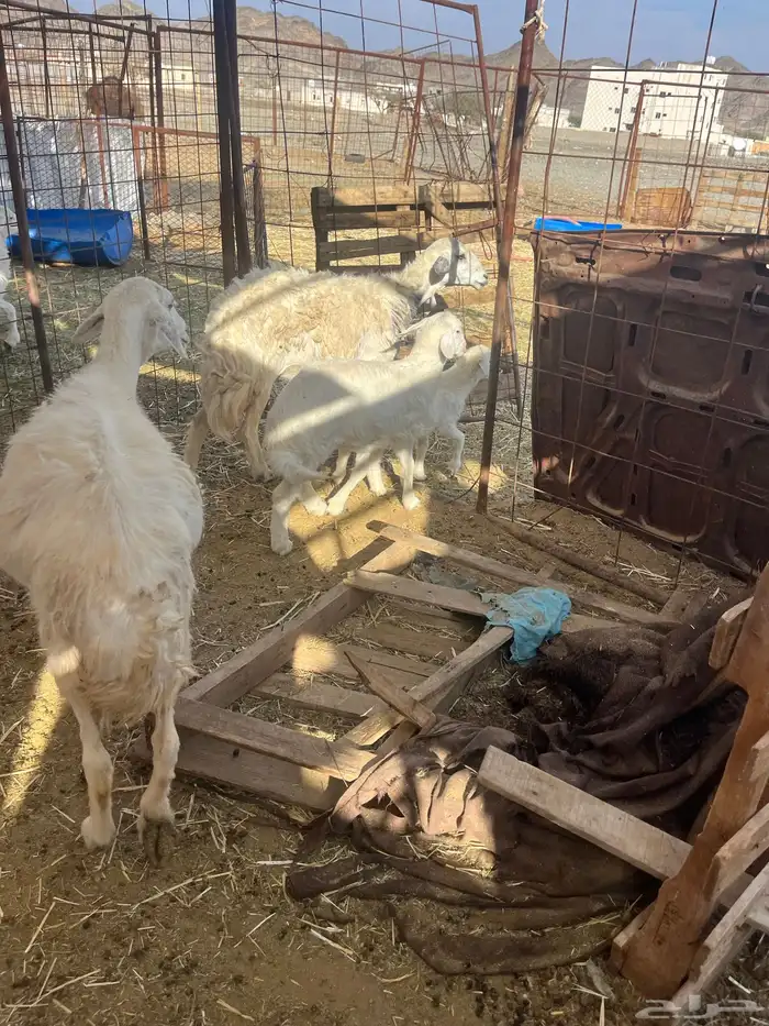 للبيع ضان ولد 5