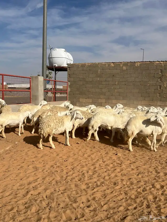 حريات صنف الصنف مراح متعوب عليه 13