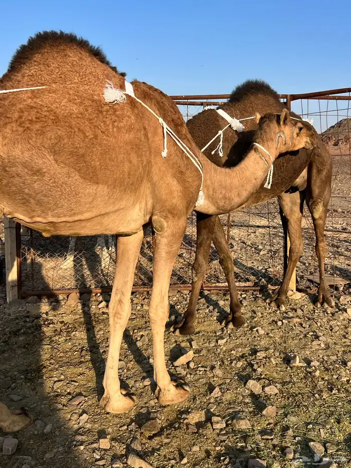 عشرا بكر 13200 تم البيع 2