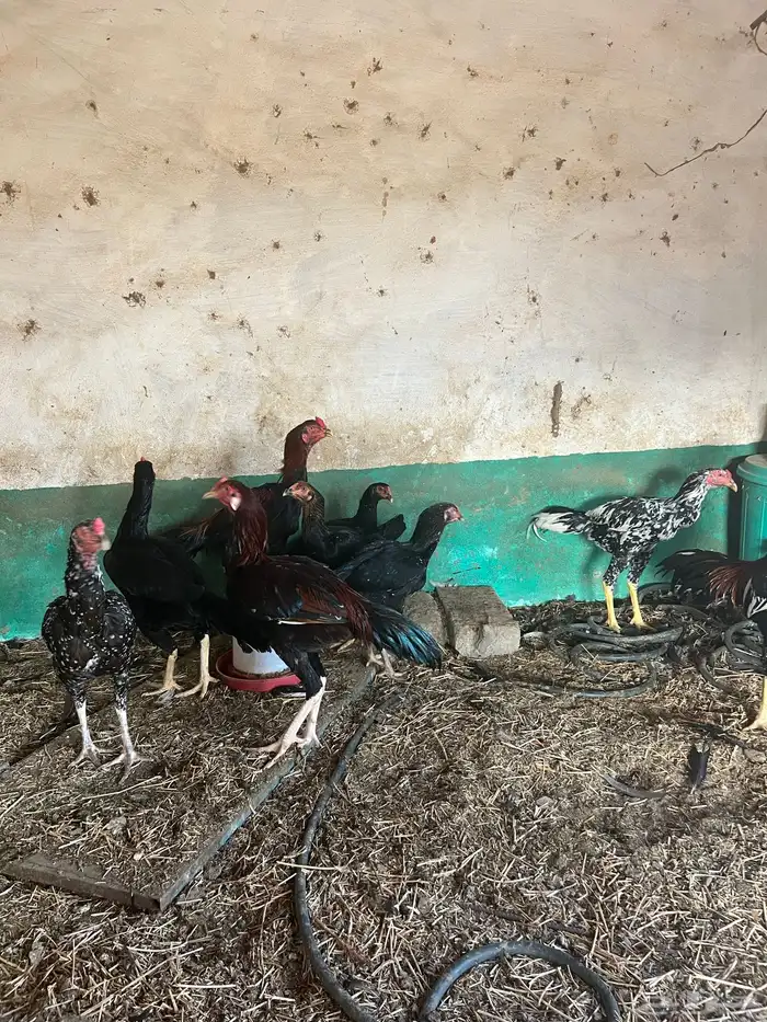 دجاج سندي تب ماشاء الله تبارك الله 6