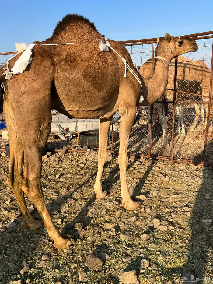 عشرا بكر 13200 تم البيع 1