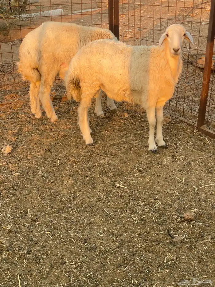 طليان حريه فروع 2