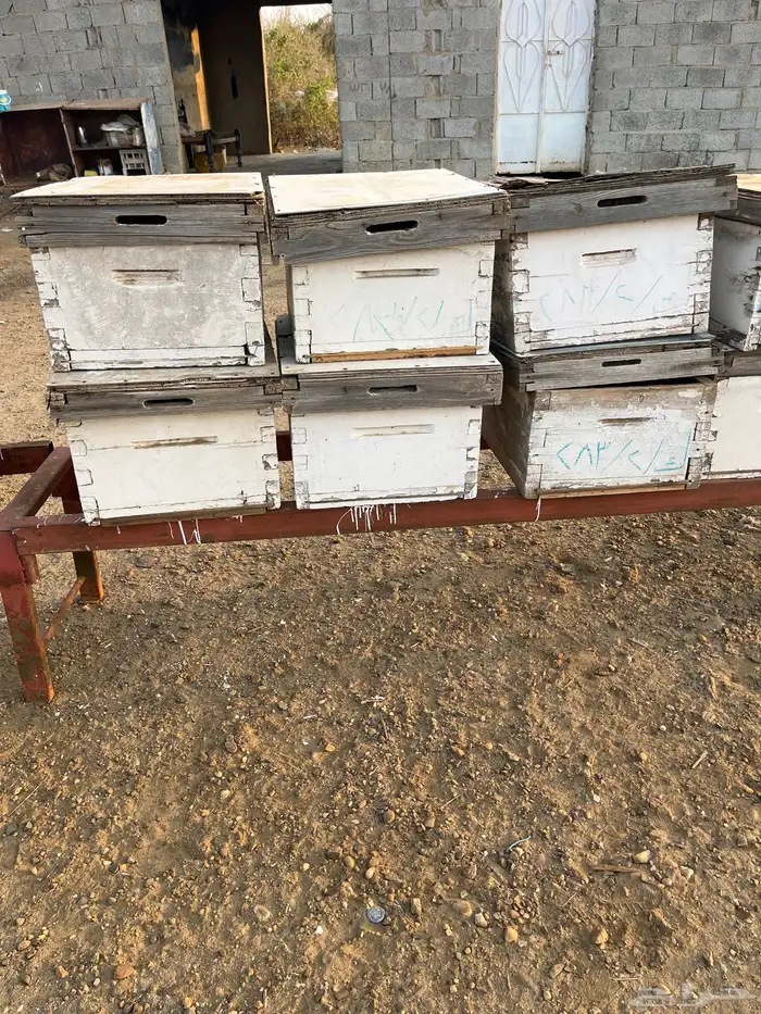 خلايا نحل افرنجي 8