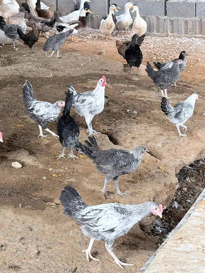 للبيع بط ودجاج بلدي 3