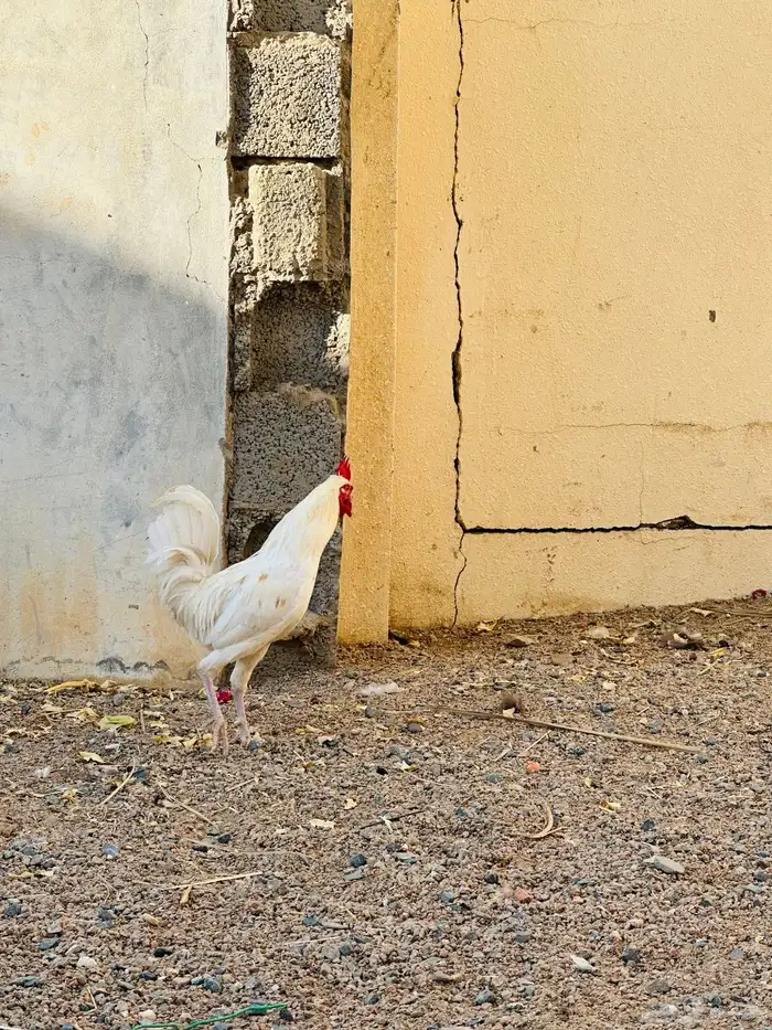 ديك تبيض و دجاجه برهما 2