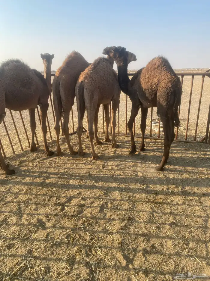 قعدان حشو الخفجي 0