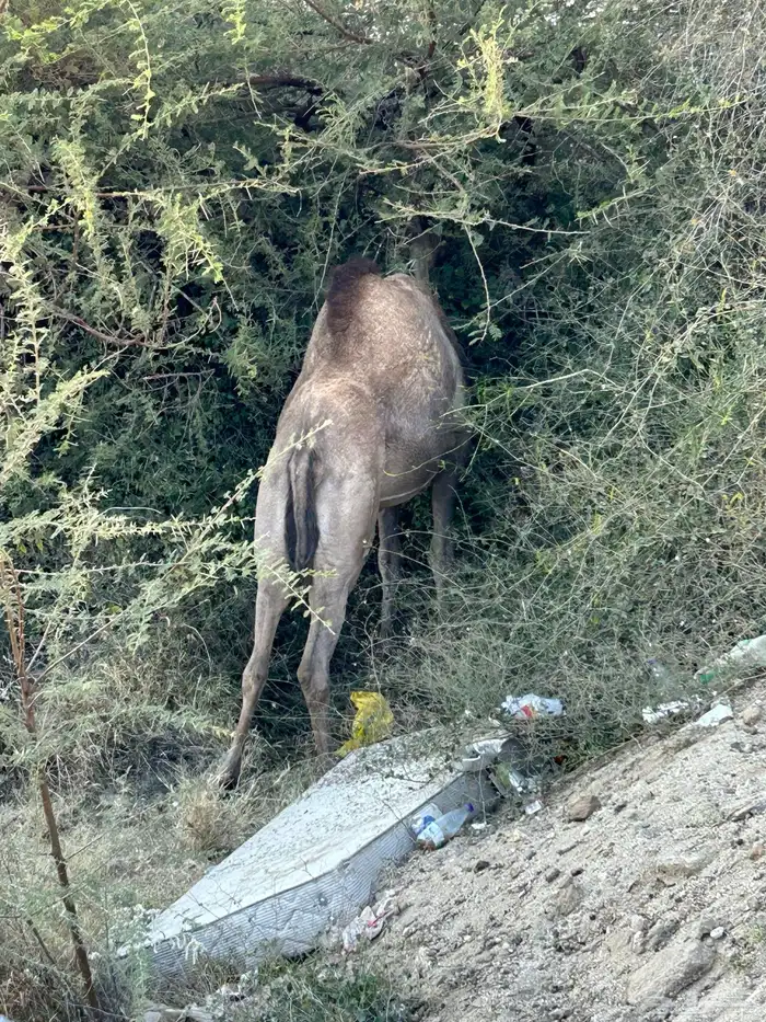 للبيع 10 من الابل 4