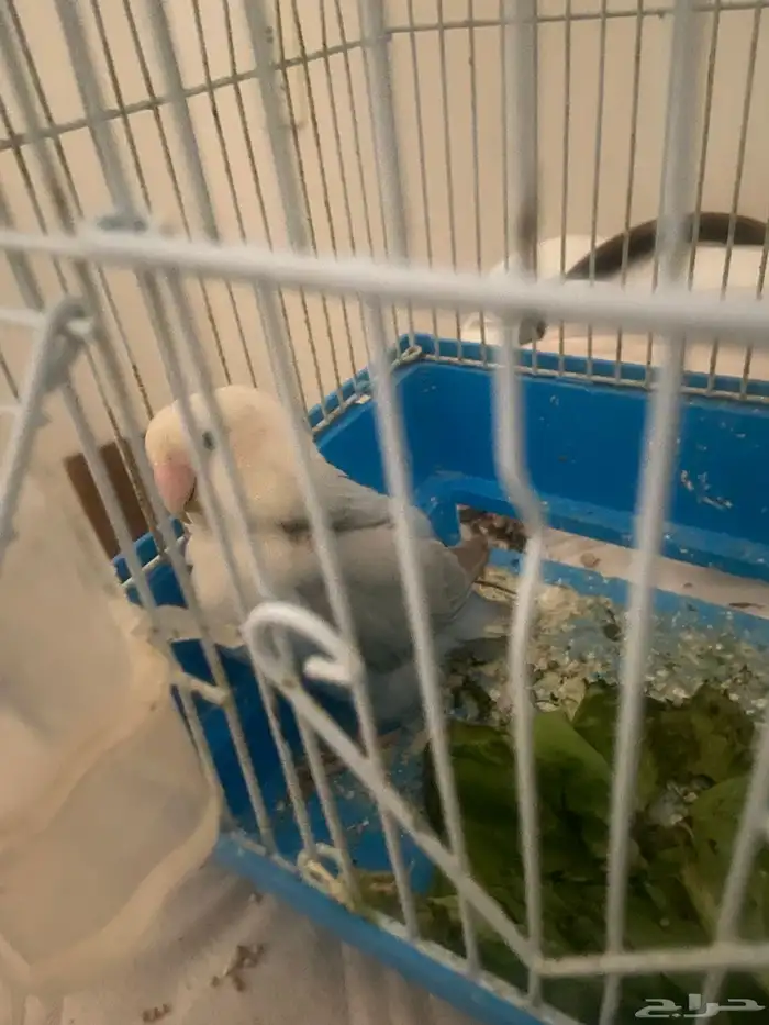 طير روز انتاج بيع مستعجل 2